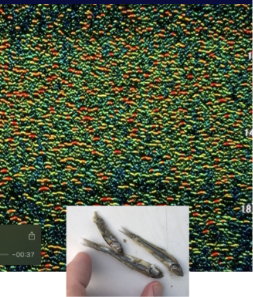 カタクチイワシ5cm