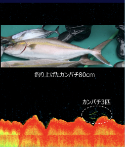 カンパチ80cm